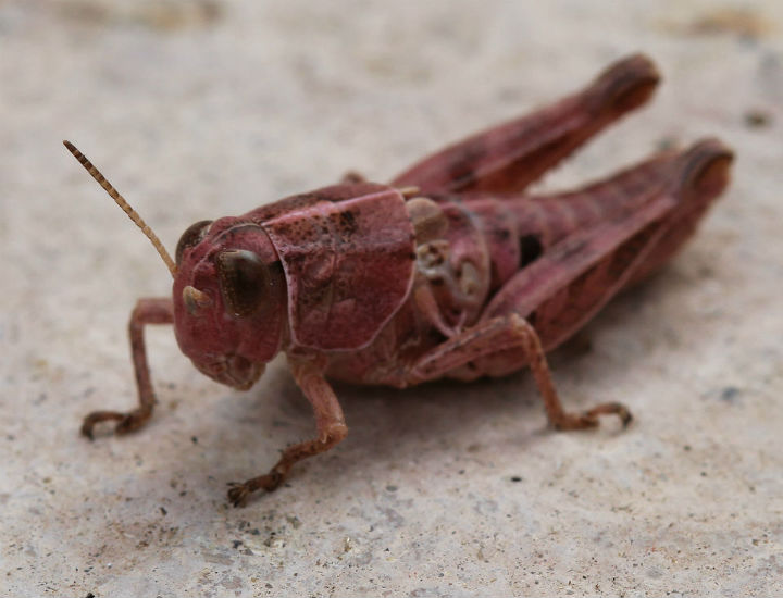 Pink Grasshopper